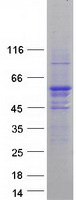protq96cs3 etea faf2 human recombinant protein