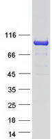 Coomassie blue staining of purified KLHL29 protein