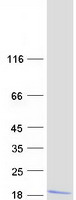 protq96da6 dnajc19 human recombinant protein