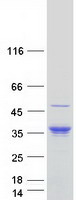 protq96dn0 erp27 human recombinant protein