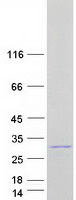 protq96dr4 stard4 human recombinant protein