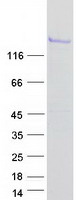 Coomassie blue staining of purified ZBTB10 protein