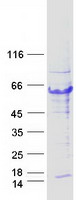 Coomassie blue staining of purified TRIM44 protein