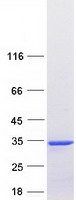 Coomassie blue staining of purified MRRF protein
