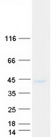 Coomassie blue staining of purified SEH1L protein