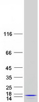 protq96el3 mrpl53 human recombinant protein