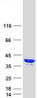 protq96es7 sgf29 human recombinant protein