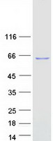 protq96ew2 hspbap1 human recombinant protein