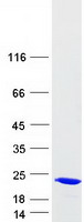 Coomassie blue staining of purified SAT2 protein
