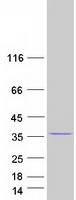 protq96f15 gimap5 human recombinant protein
