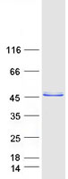 Coomassie blue staining of purified NRBF2 protein