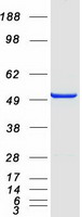 protq96fj0 stambpl1 human recombinant protein