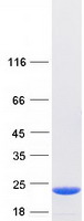 protq96fn9 c14orf126 dtd2 human recombinant protein