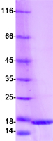 Coomassie blue staining of purified S100A16 protein