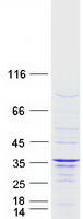 Coomassie blue staining of purified IFT43 protein