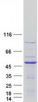 Coomassie blue staining of purified LRRC46 protein
