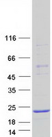 protq96ge6 calml4 human recombinant protein