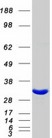 protq96gg9 dcun1d1 human recombinant protein