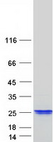 protq96gt9 xage2b human recombinant protein