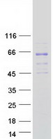 protq96gw9 mars2 human recombinant protein