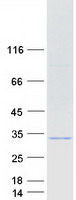 protq96h20 eap30 snf8 human recombinant protein