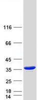 protq96hd9 acy3 human recombinant protein