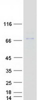 Coomassie blue staining of purified ERO1A protein