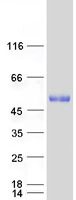Coomassie blue staining of purified GRAMD2B protein