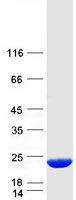 protq96ht8 mrfap1l1 human recombinant protein