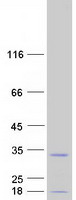 protq96hu8 diras2 human recombinant protein