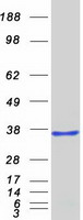 protq96hz4 hes6 human recombinant protein