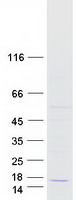 Coomassie blue staining of purified TMEM141 protein