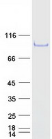 Coomassie blue staining of purified GPATCH3 protein