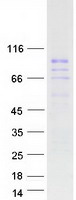 protq96it1 znf496 human recombinant protein