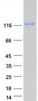 Coomassie blue staining of purified LRIG1 protein