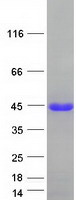 protq96jc9 eaf1 human recombinant protein