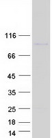 protq96jj6 jph4 human recombinant protein