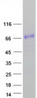 protq96jk4 hhipl1 human recombinant protein