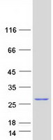 protq96k17 btf3l4 human recombinant protein