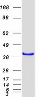 Coomassie blue staining of purified PBK protein