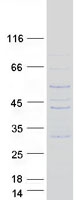 Coomassie blue staining of purified FAM71F1 protein