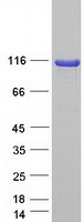 protq96kg9 scyl1 human recombinant protein