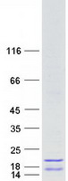 protq96kk5 hist1h2ah human recombinant protein