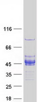 protq96kn1 lratd2 human recombinant protein