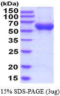 3ug by SDS-PAGE under reducing condition and visualized by coomassie blue stain