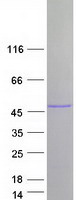protq96kp6 abin3 tnip3 human recombinant protein
