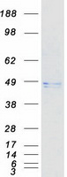 protq96l12 calreticulin 3 calr3 human recombinant protein