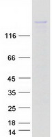 protq96l93 kif16b human recombinant protein