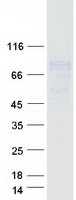 protq96la5 fcrl2 human recombinant protein