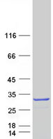 protq96ld8 senp8 human recombinant protein
